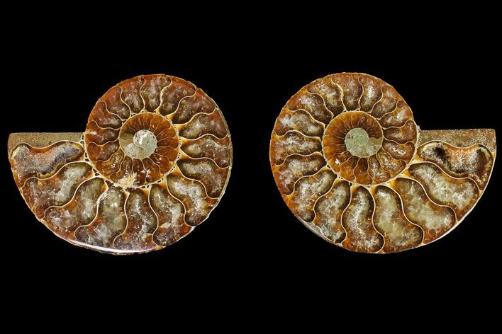 Agatized Ammonite Fossil - Madagascar #145980